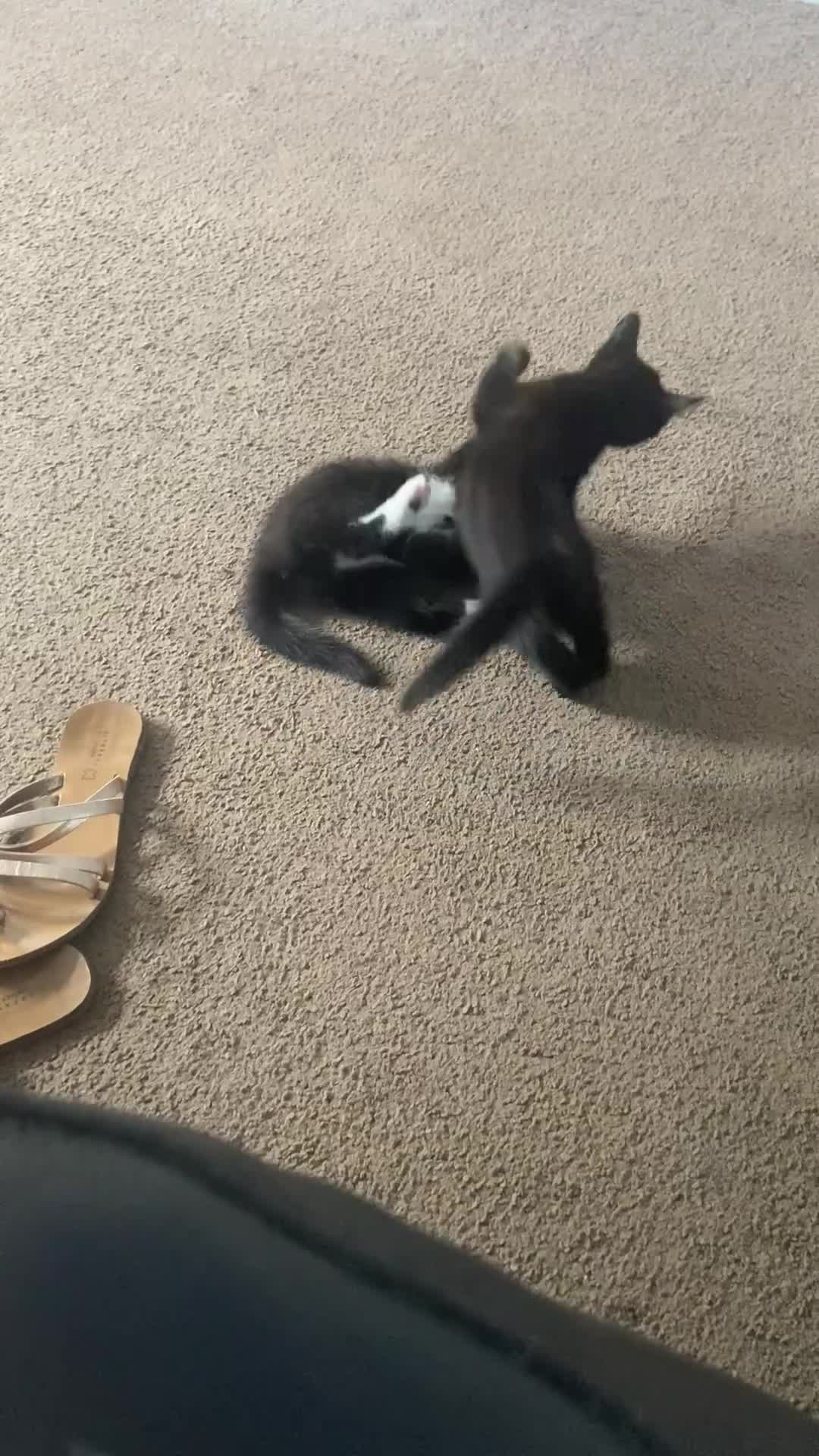 Mixed Breed cats for sale: Two beautiful female kittens 12 weeks old - Video 1