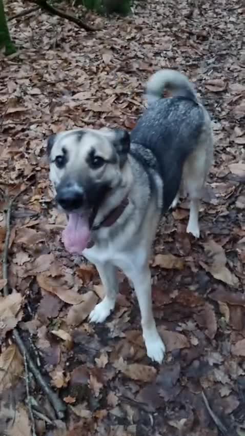 Mixed Breed dogs for adoption: Mushroom needs a new home! in Bordon - Video 1