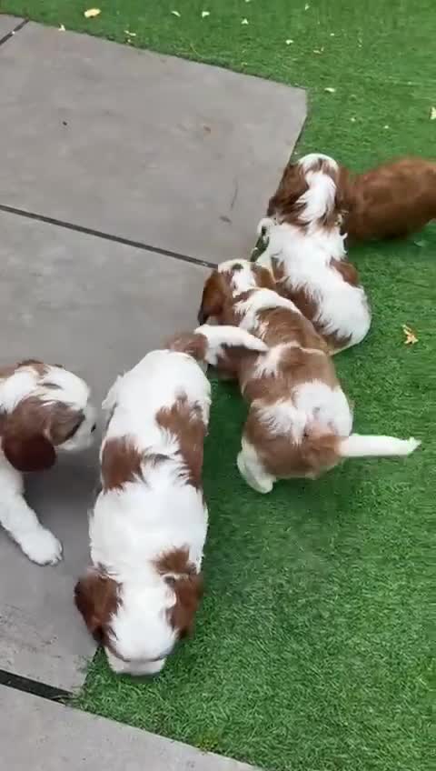 Cavapoo dogs for sale: Too cute to handle cavapoo puppies - Video 1