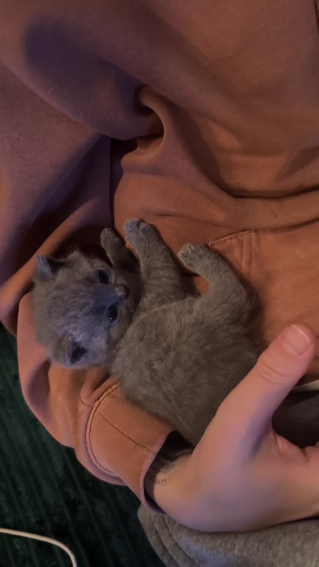 British Shorthair cats for sale: 3 beautiful British Shorthair Kittens  - Video 1