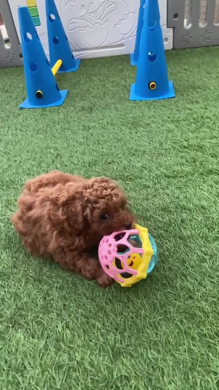 Toy Poodle dogs for sale: Kennel Club Reg.Beautiful Red Toy Poodle   - Video 1
