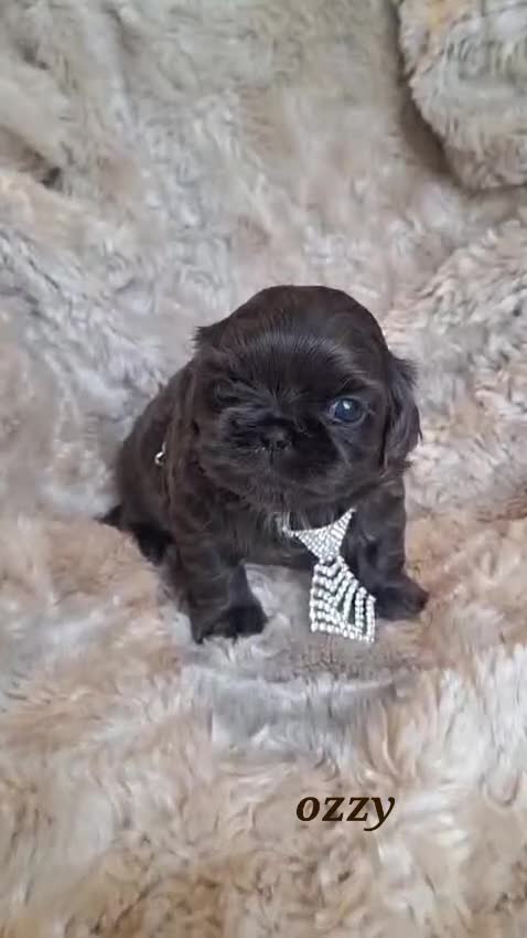 Shih Tzu dogs for sale: Beautiful Imperial Shih Tzus  - Video 4