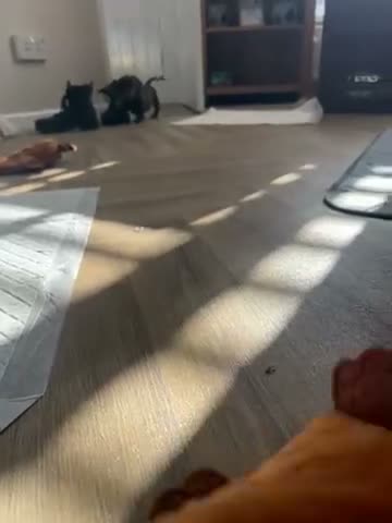 Dachshund dogs for sale: Dashund puppies  - Video 3