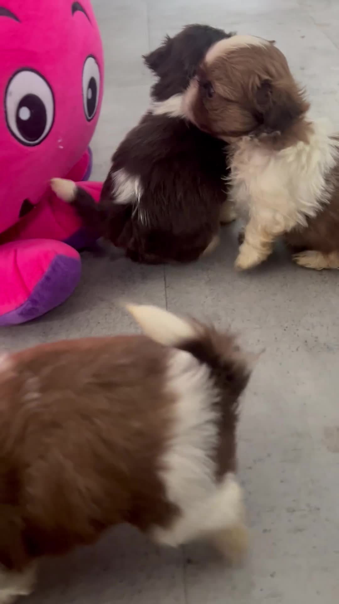 Shih Tzu dogs for sale: Stunning small imperial boys - Video 1