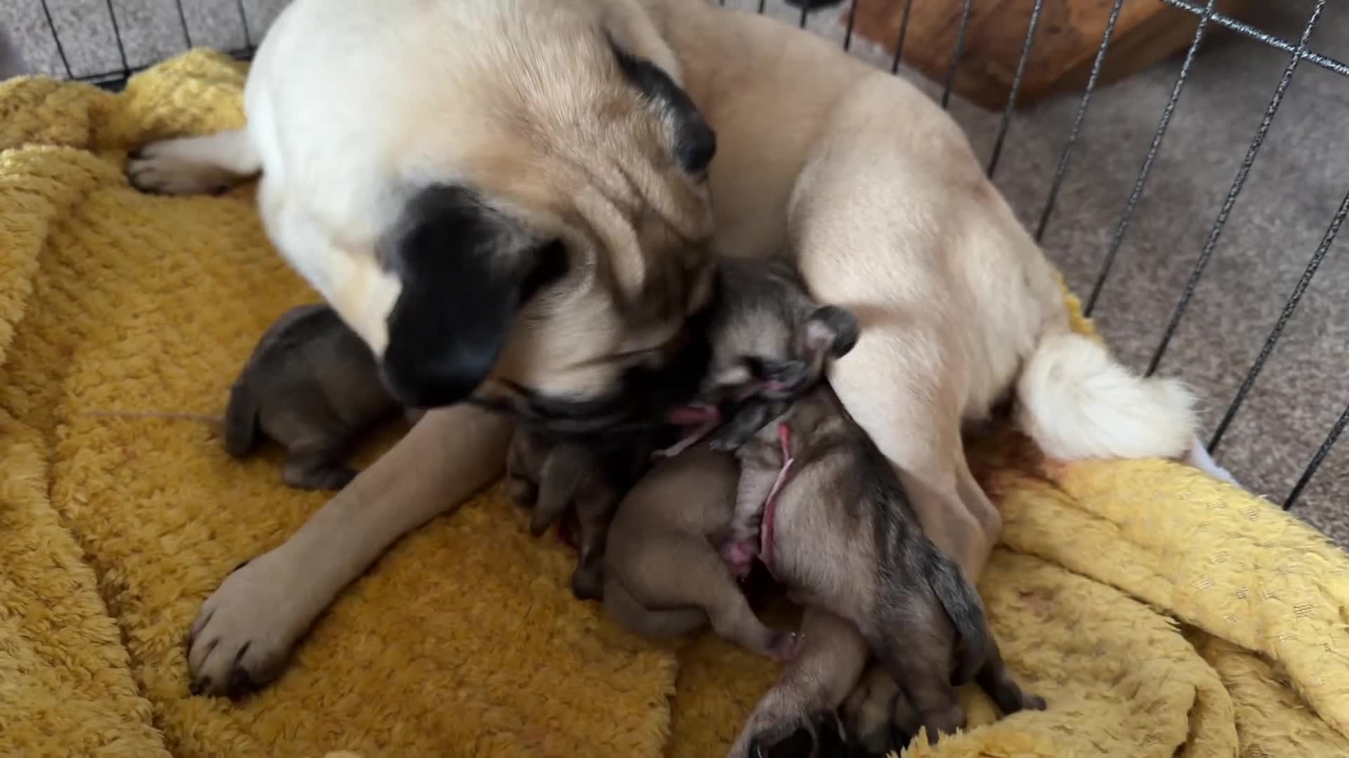 Pug dogs for sale: 🐾Beautiful Pug Puppies 🐾 - Video 2
