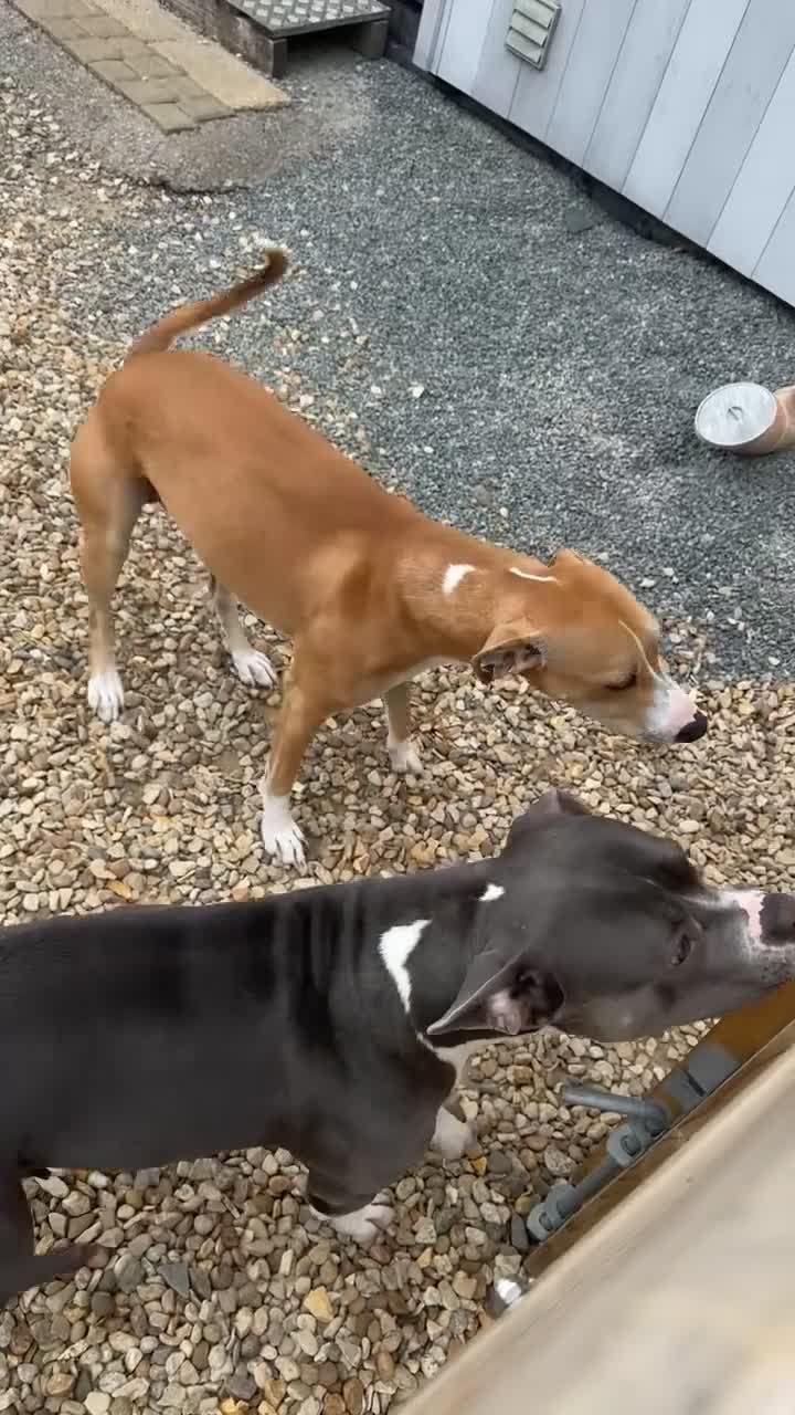 Mixed Breed dogs for sale: Staffy Cross puppies in Wisbech - Video 1
