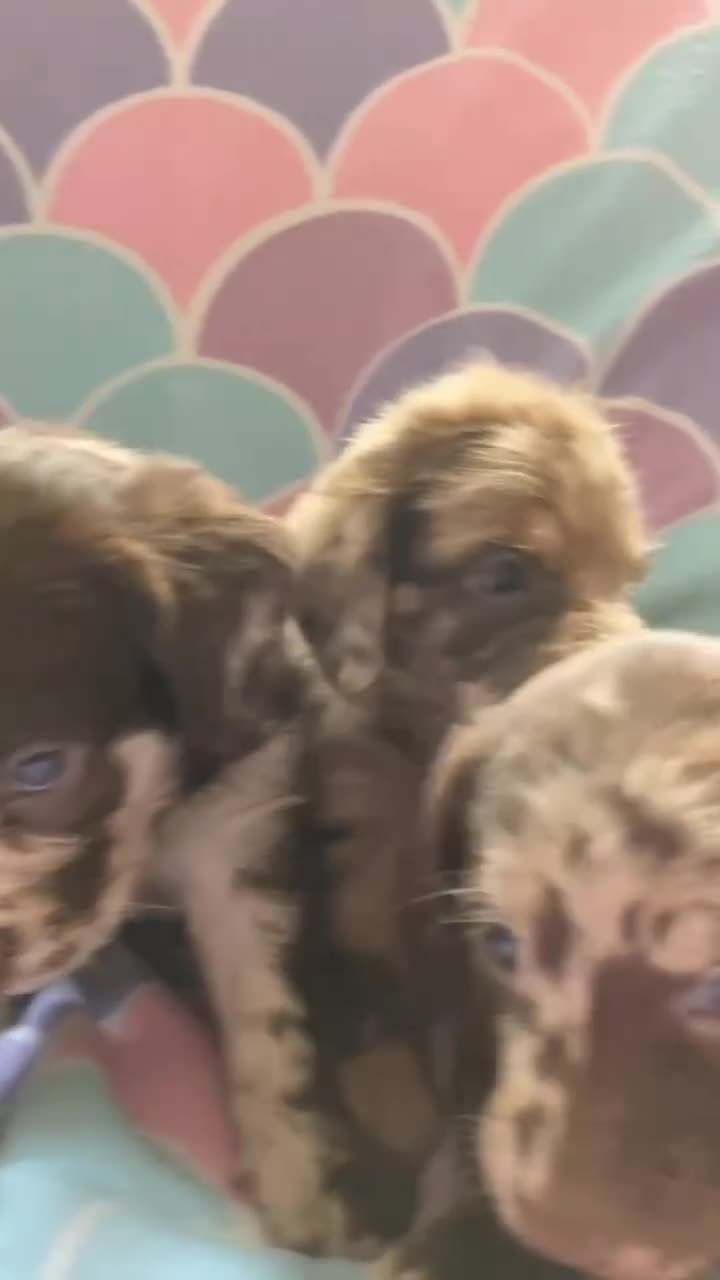 Labradoodle dogs for sale: mini labradoodle puppies  - Video 1