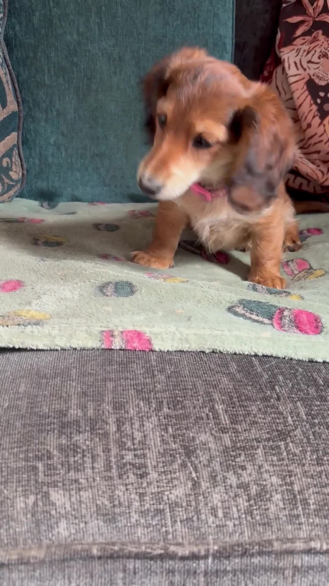 Miniature Dachshund dogs for sale: Long haired miniature dachshunds - Video 1