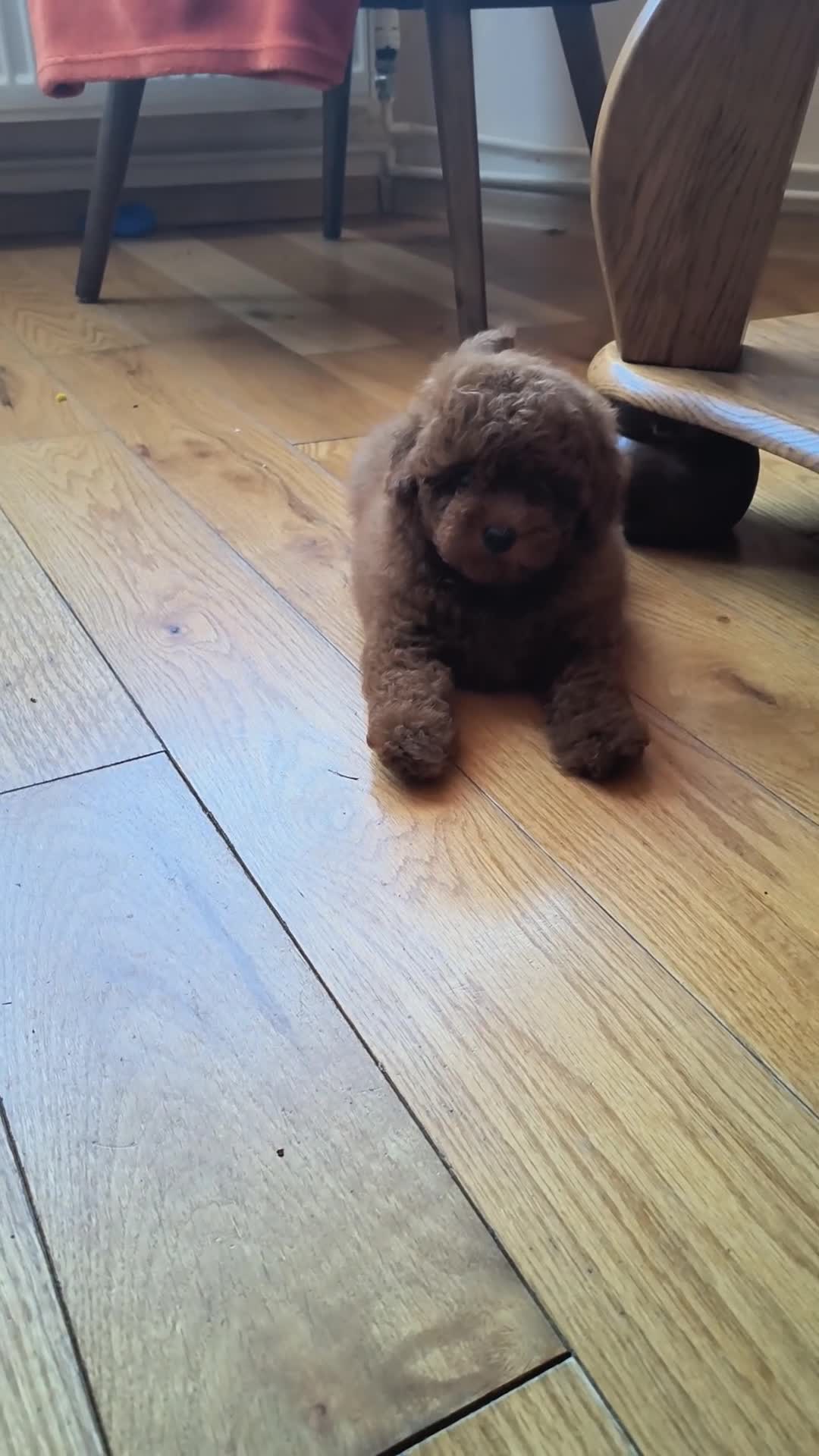 Toy Poodle dogs for sale:  Asian  toy poodle  - Video 1