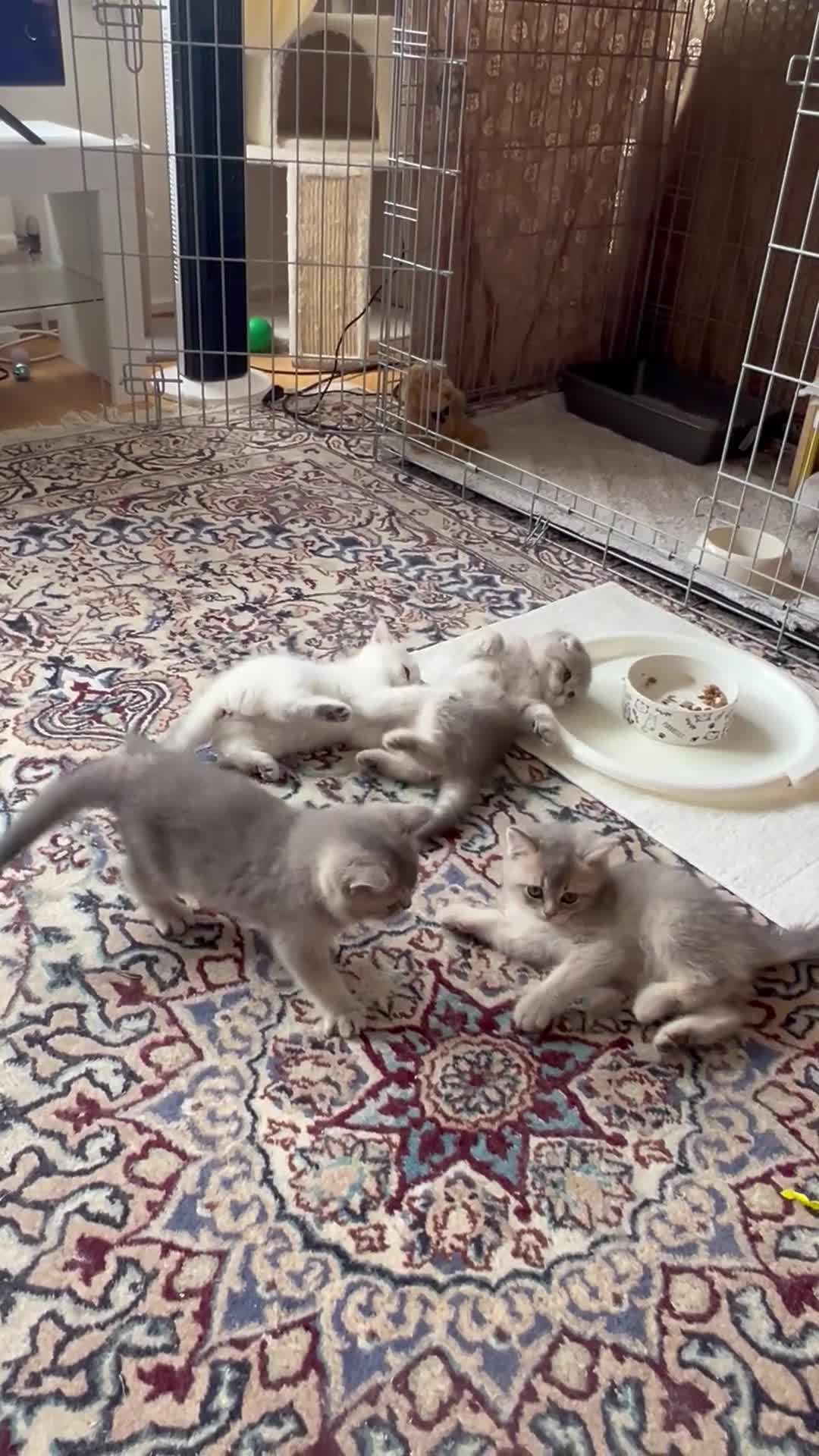 Brazilian Shorthair cats for sale: British shorthair NY12 fold little ready to going. - Video 1