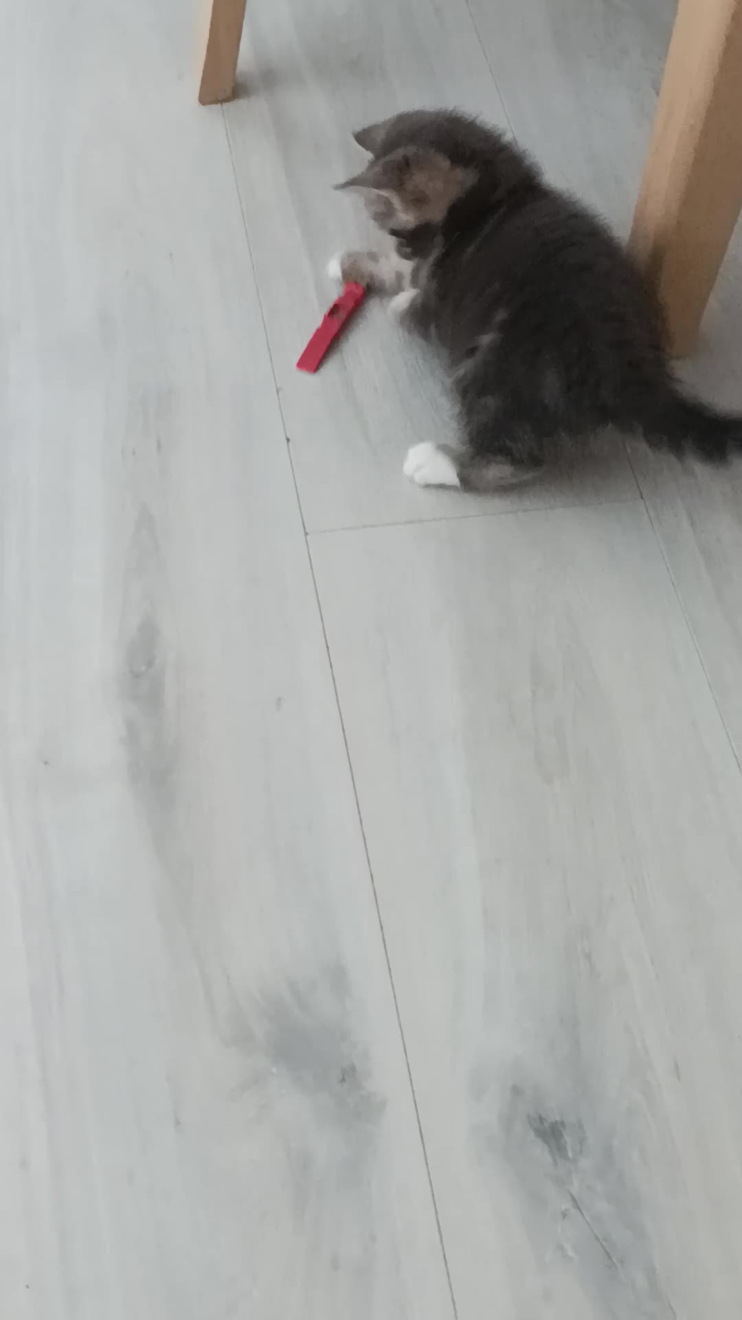 Bengal cats for sale: Kitten bengal  - Video 1