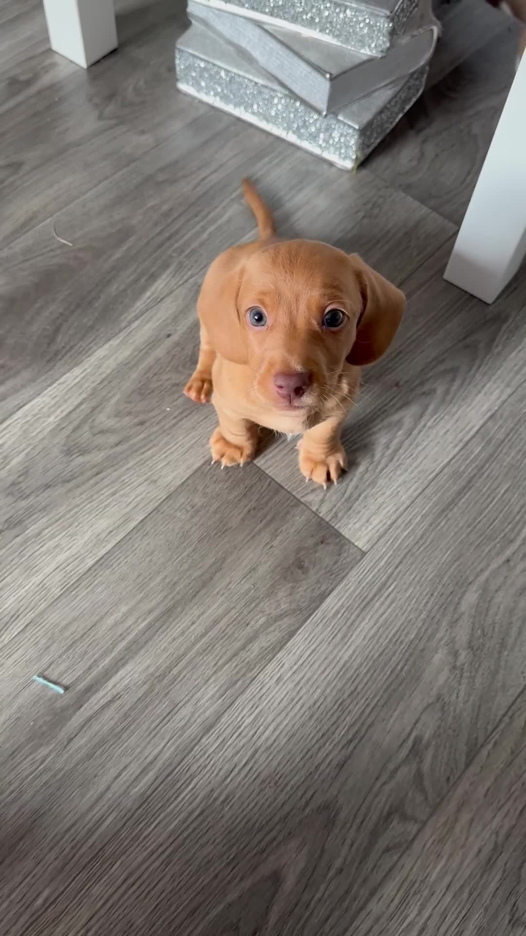 Miniature Dachshund dogs for sale: Kc registered mini Dachshund quality puppies  - Video 1