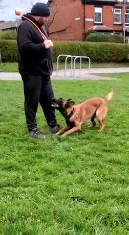 Belgian Shepherd Dog dogs for stud: kc registered Belgian malinois in Chorley - Video 3