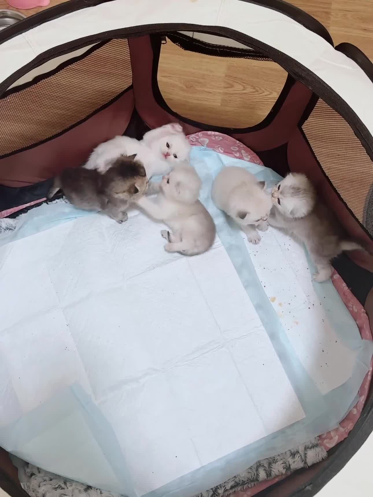 Scottish Fold cats for sale: Stunning Scottish Fold & Scottish Straight Kittens - Video 1