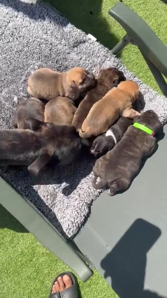 Staffordshire Bull Terrier dogs for sale: Stafford bull terrier puppies  in Newport - Video 3