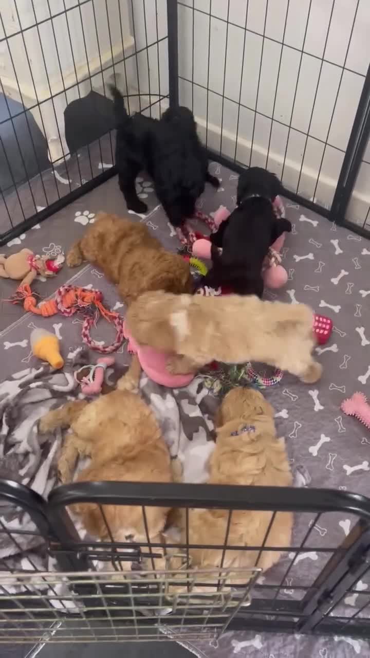 Cockapoo dogs for sale: Adorable out standing health checks - Video 1
