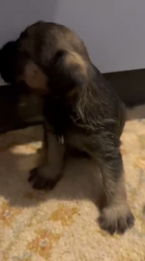 Border Terrier dogs for sale: Beautiful Borders - Video 1