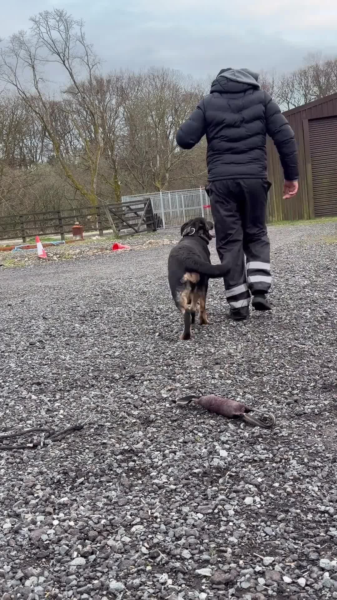 German Shepherd dogs for sale: Beautiful Black DDR LINE KC Reg German Shepherd in Ashton-under-Lyne - Video 4