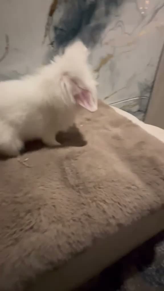 Angora rabbits for sale: 10 week old teddy widder Buck  - Video 2