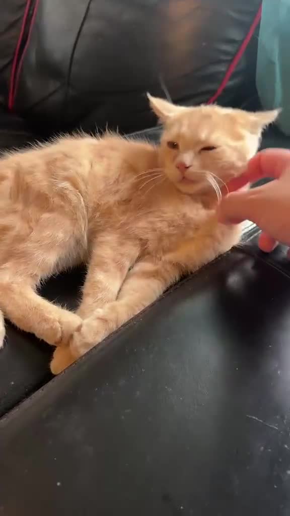 Mixed Breed cats for sale: 4 months old male kitten BSH & persian in Wellingborough - Video 3