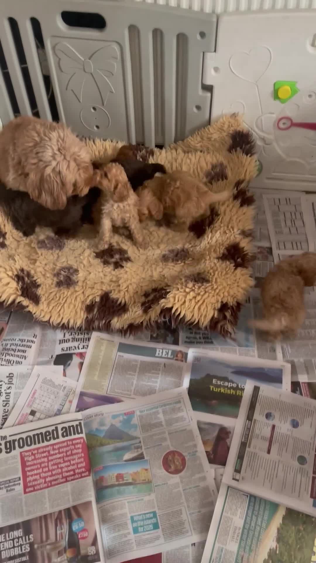 Cockapoo dogs for sale: f1b miniature dna health tested cockerpoos  - Video 3