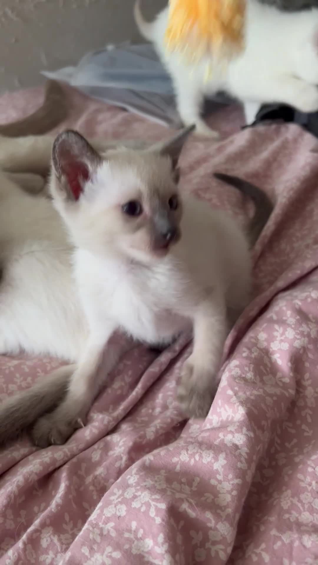 Siamese cats for sale: 2x Beautiful Pedigree Siamese Female Kittens - Video 4