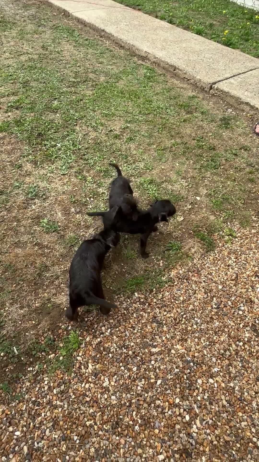 Patterdale Terrier dogs for sale: Patterdale terriers (1 BOY LEFT) - Video 1