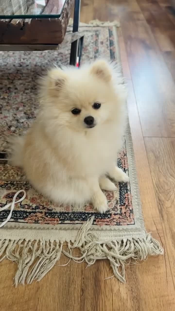 Pomeranian dogs for sale: Gorgeous Teddy Bear boy  in London - Video 1