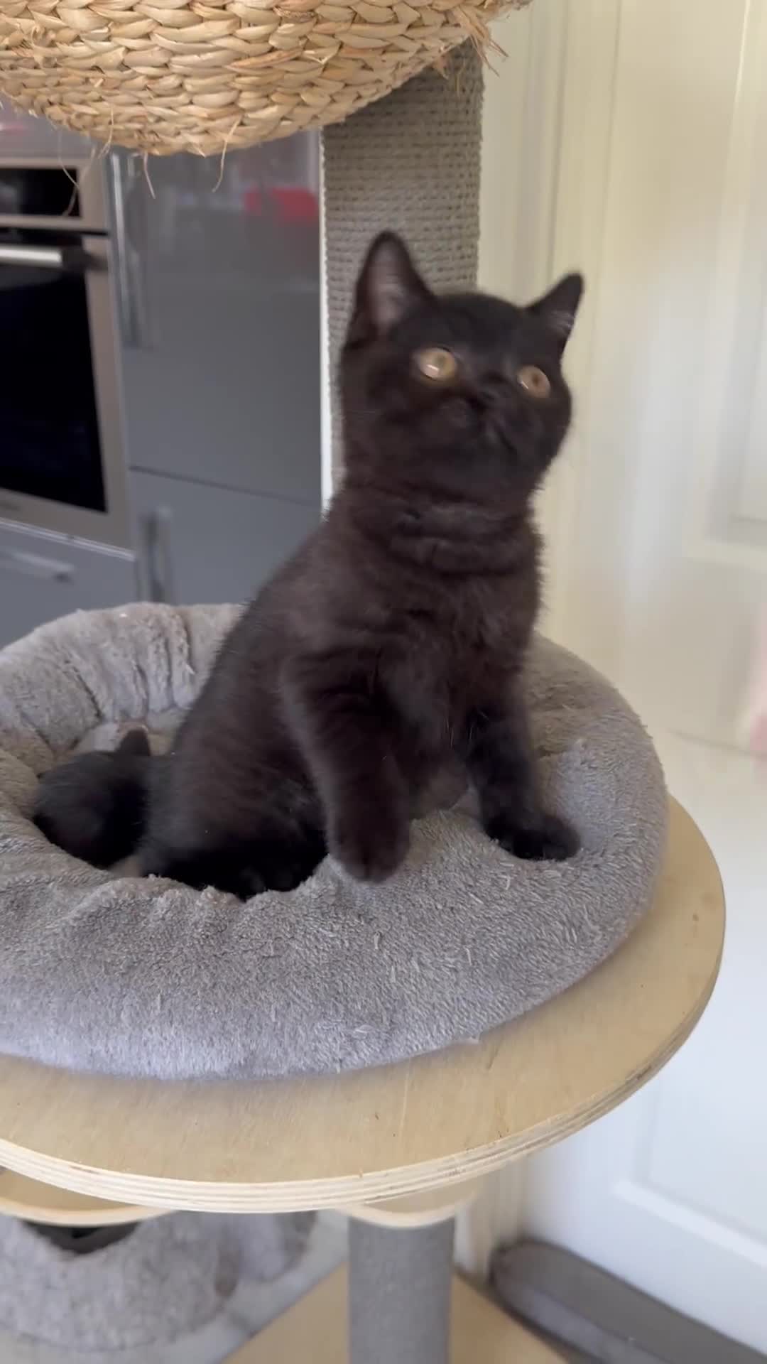British Shorthair cats for sale: Gccf pedigree black little boy  - Video 3