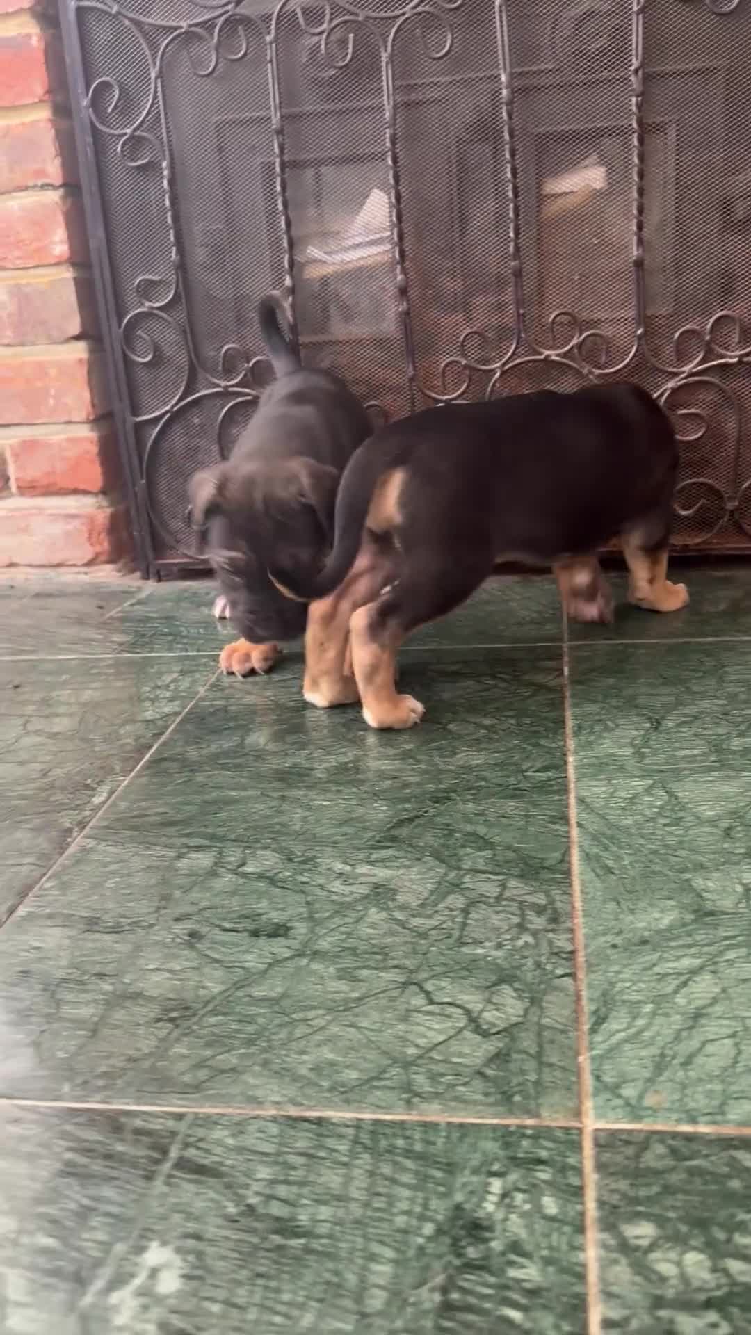 Cane Corso dogs for sale: BEAUTIFUL CANE CORSO puppies. PROTECTION+FAMILY - Video 4