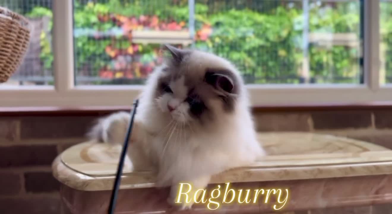 Ragdoll cats for sale: Elegant & stunning kittens  - Video 4