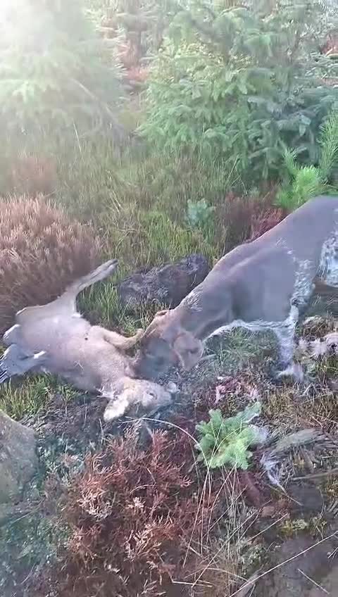 German Wirehaired Pointer dogs for stud: KC reg Experienced proven. Exceptional Hip scores in Whitby - Video 1