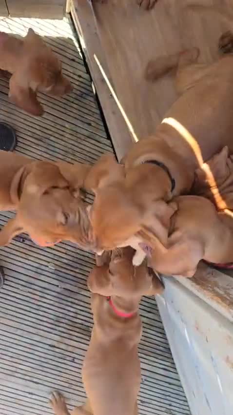 Hungarian Vizsla dogs for sale: Beautiful Hungarian Vizsla Puppies  in Sheerness - Video 1