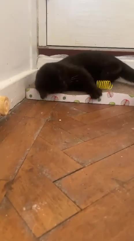 British Shorthair cats for sale: GCCF Black British Shorthair Kittens - Video 2