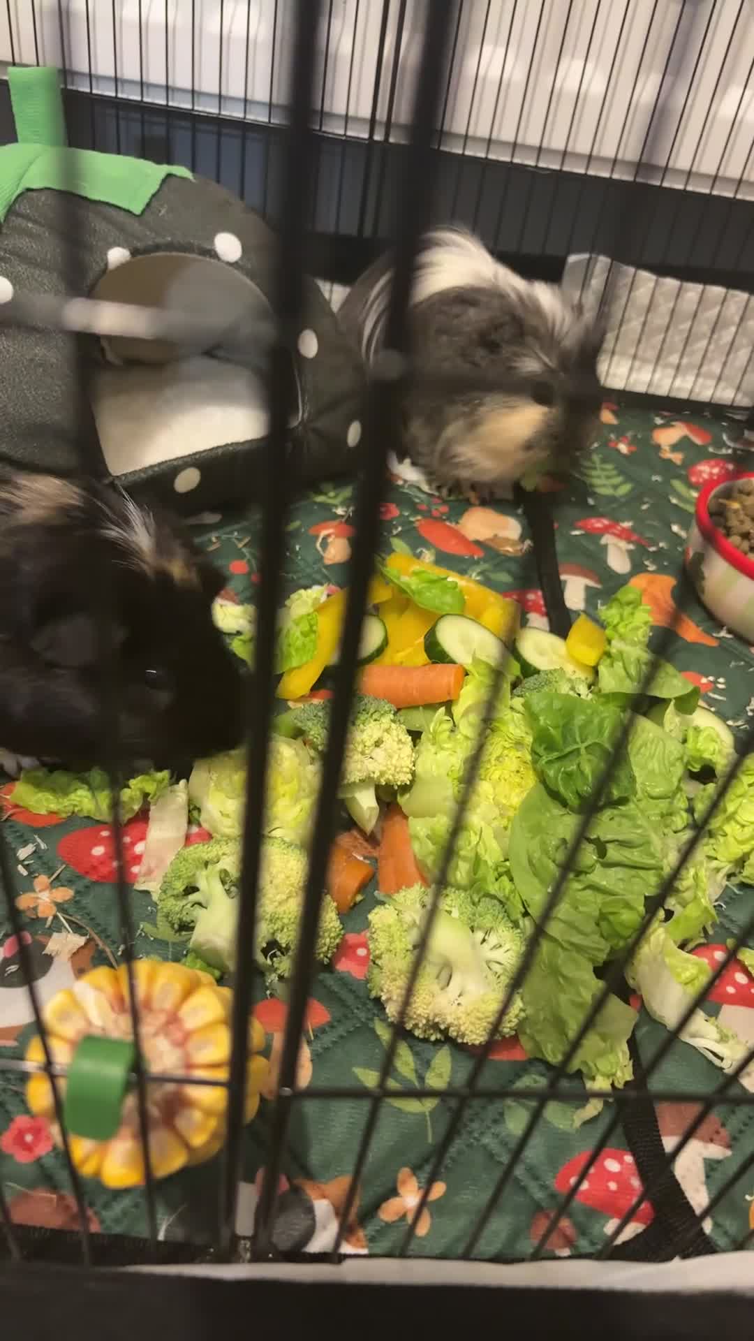 Guinea Pig rodents for sale: 2 male guinea pigs  - Video 1