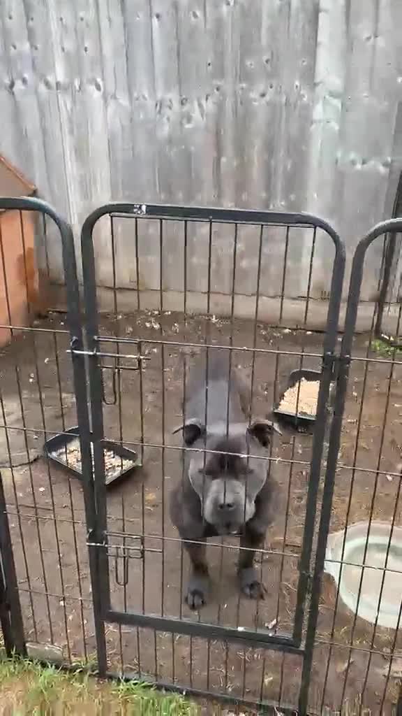 Staffordshire Bull Terrier dogs for sale: KC REGISTERED BLUE STAFFORDSHIRE BULLTERRIERS - Video 1