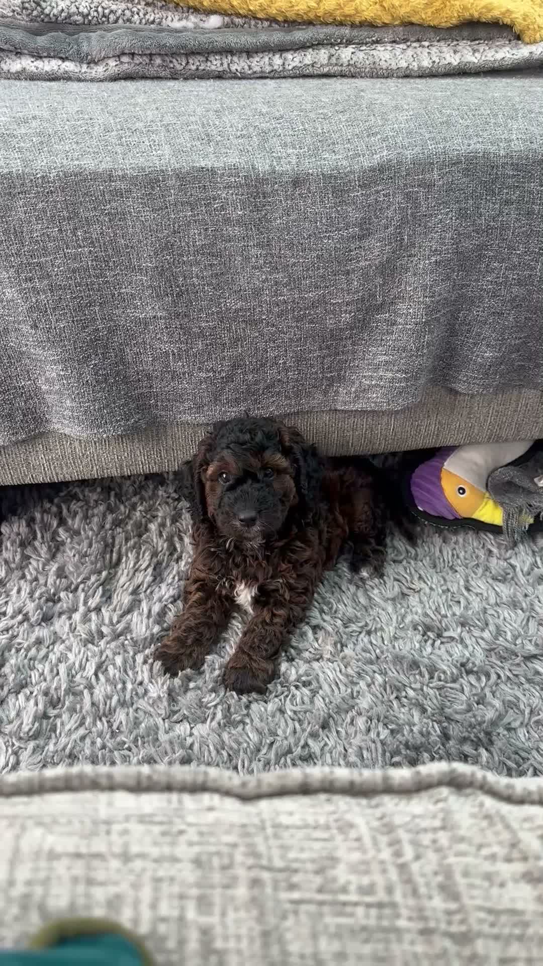 Cockapoo dogs for sale: MALE COCKAPOO PUPPY FOR SALE  in Kidderminster - Video 1