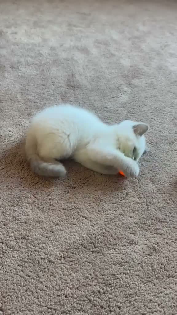 British Shorthair cats for sale: British short hair kitten  - Video 1