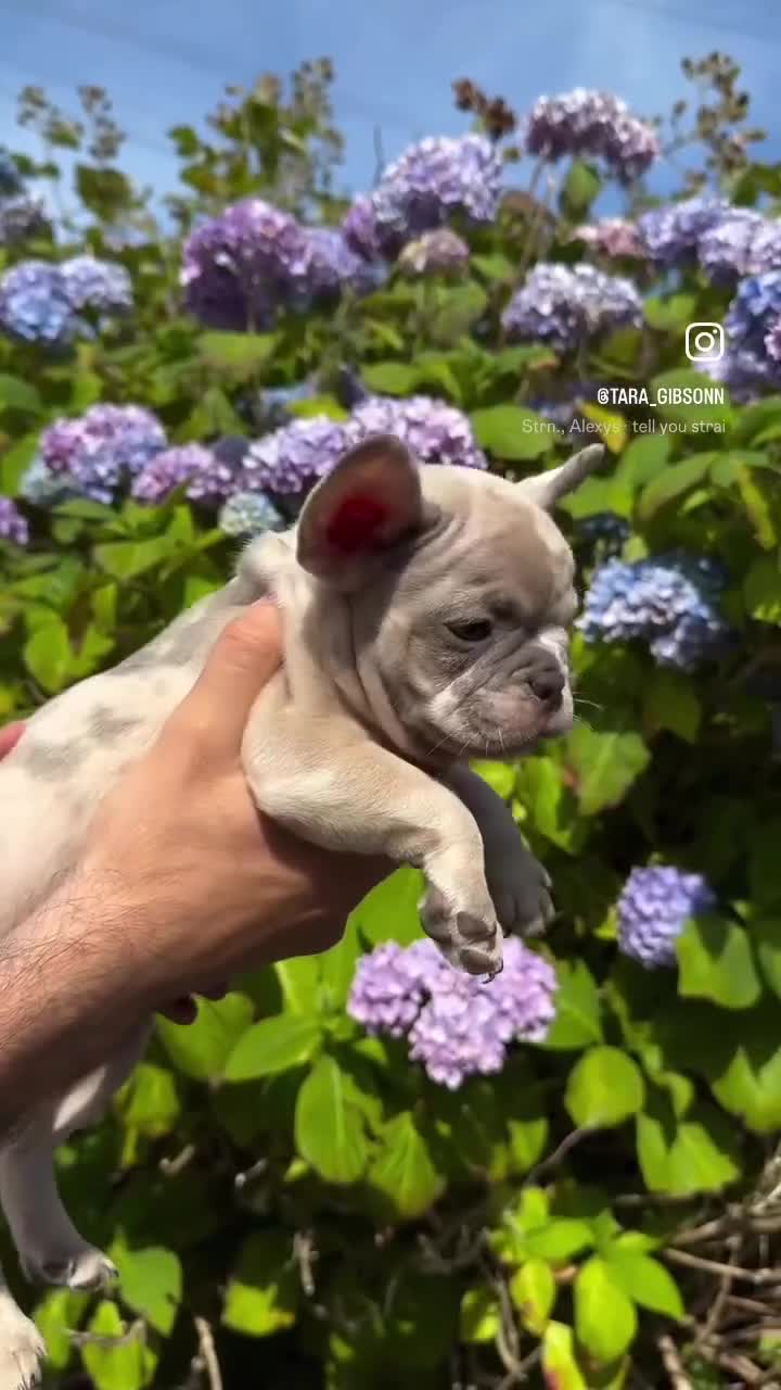 French Bulldog dogs for sale: Quality lilac Merle French bulldogs  - Video 1