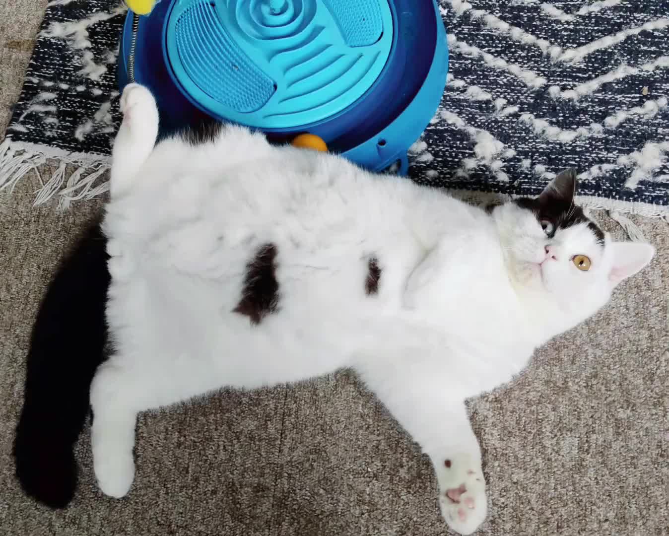 British Shorthair cats for sale: GCCF champions lines.Odd eyes boy and girl. - Video 3