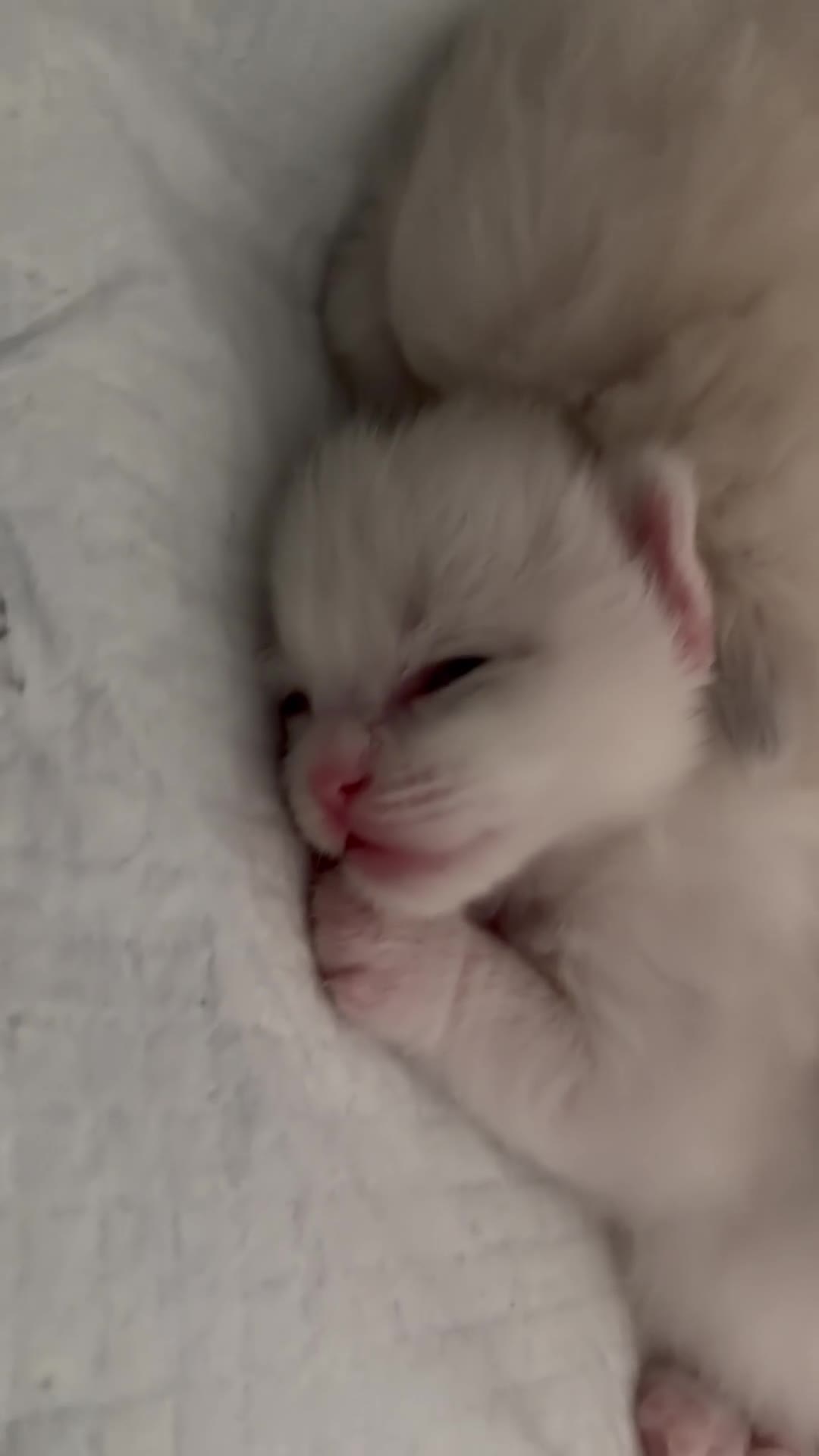 Ragdoll cats for sale: Beautiful ragdoll kittens in Cardiff - Video 1
