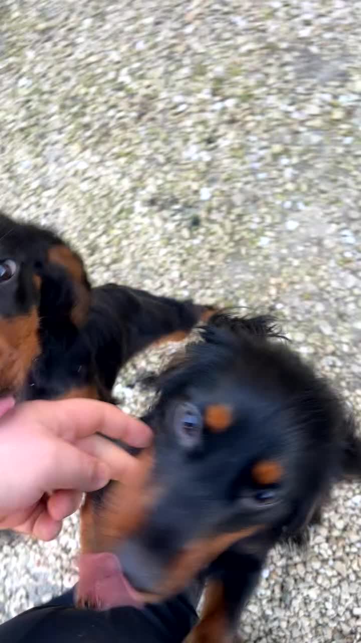 Cocker Spaniel dogs for sale: Black and Tan cocker spaniel female&male  - Video 1