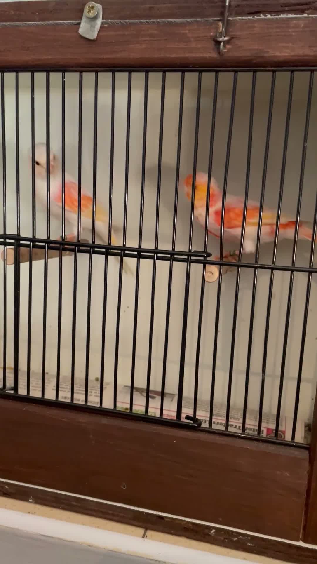Canaries birds for sale: Red Dimorfics breeding pairs  - Video 1