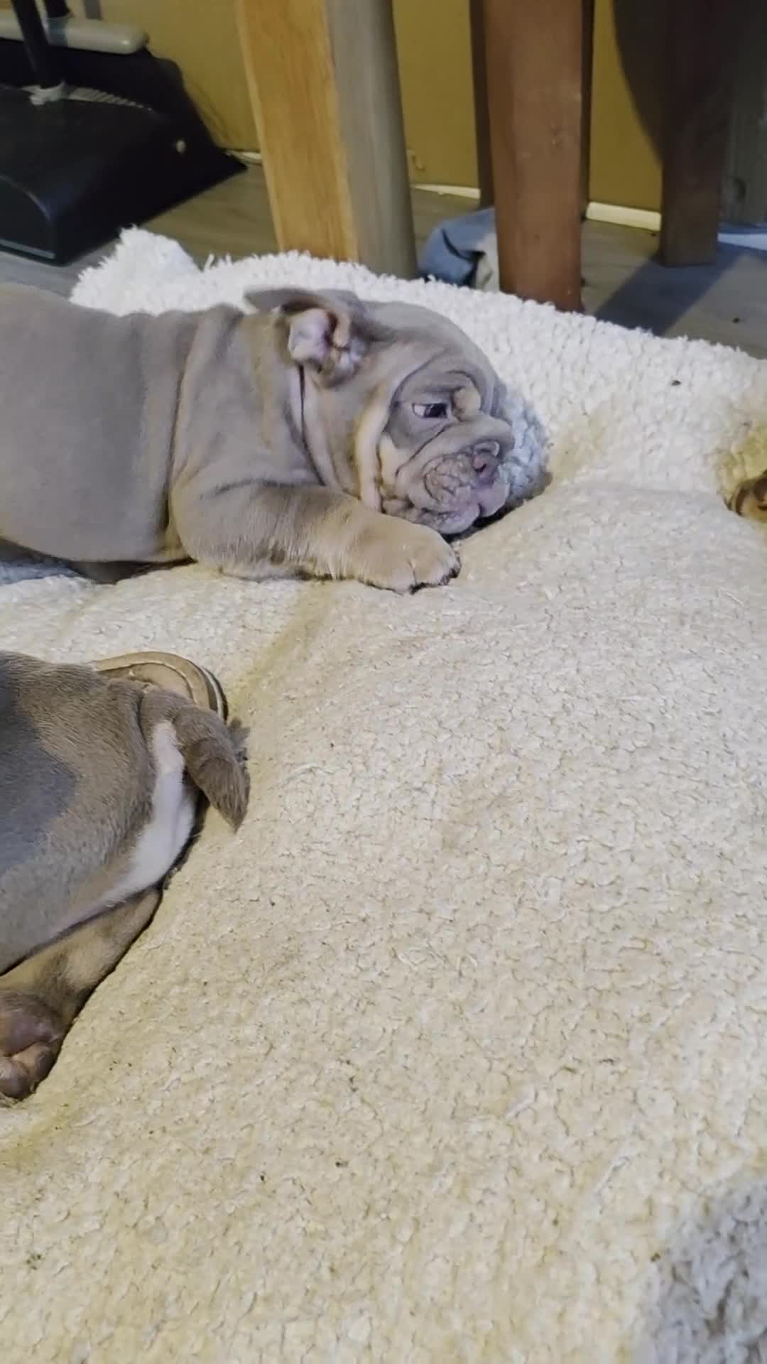 English Bulldog dogs for sale: Rare opportunity- grandpups of Burleybullz Nemesis - Video 1