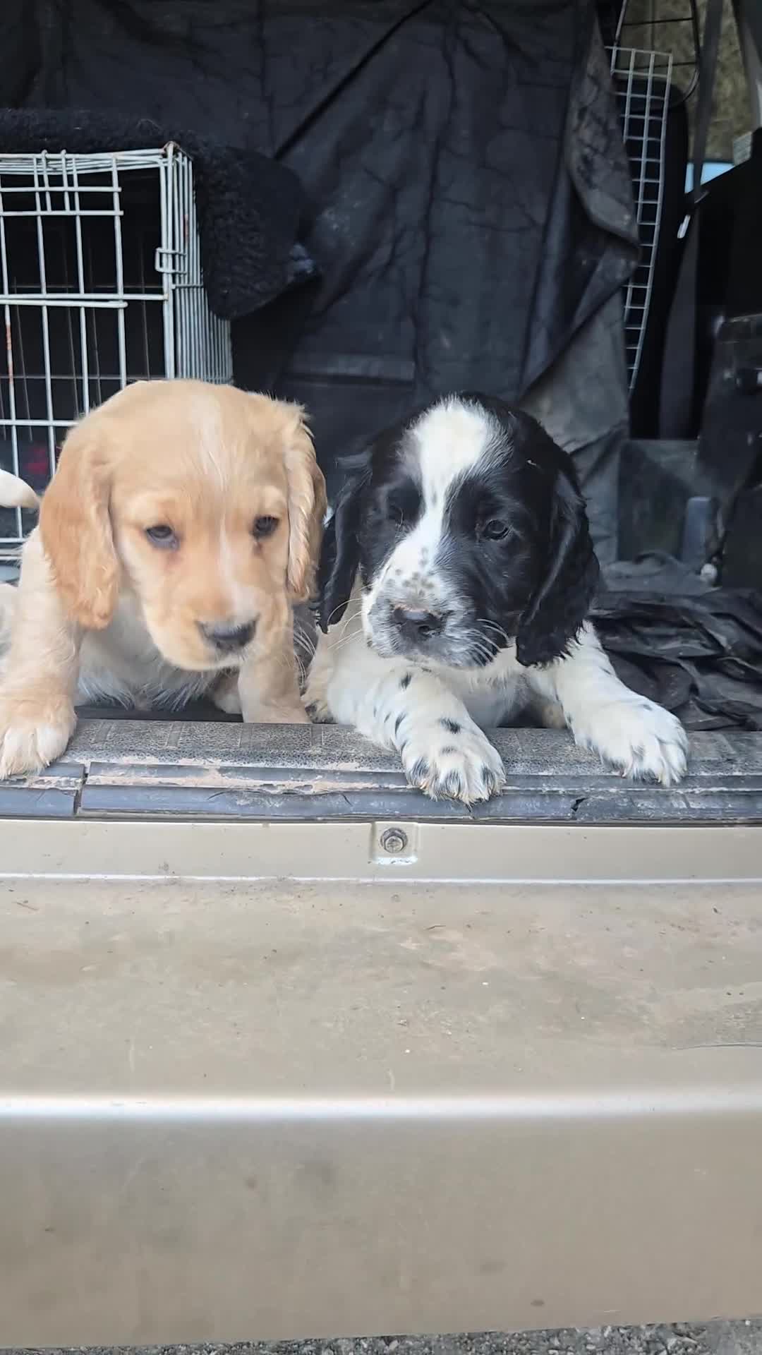 Cocker Spaniel dogs for sale: WORKING COCKER. in Chulmleigh - Video 1
