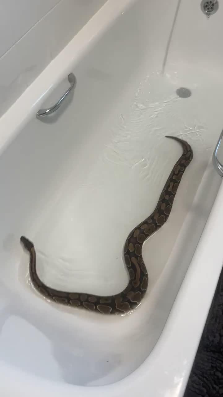 Python Snake reptiles for sale: Male and female + set up  in Auchterarder - Video 4