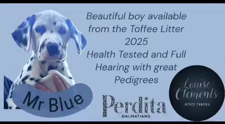 Dalmatian dogs for sale: Champion Lines Dalmatian Puppies - Video 1