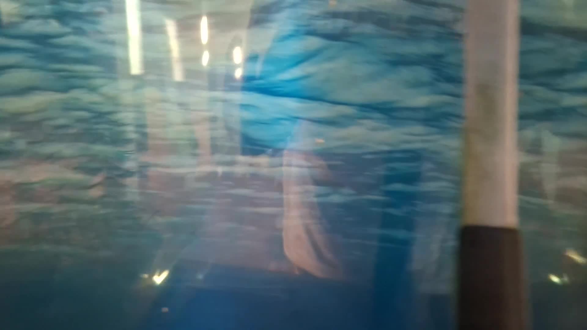 Piranhas fish for sale: piranha (unknown gender) - Video 1