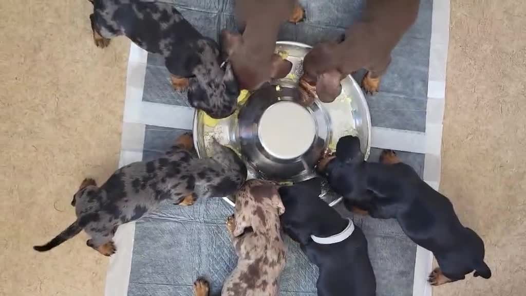 Miniature Dachshund dogs for sale: QUALITY MINIATURE DACHSHUND SMOOTH PUPS - Video 1