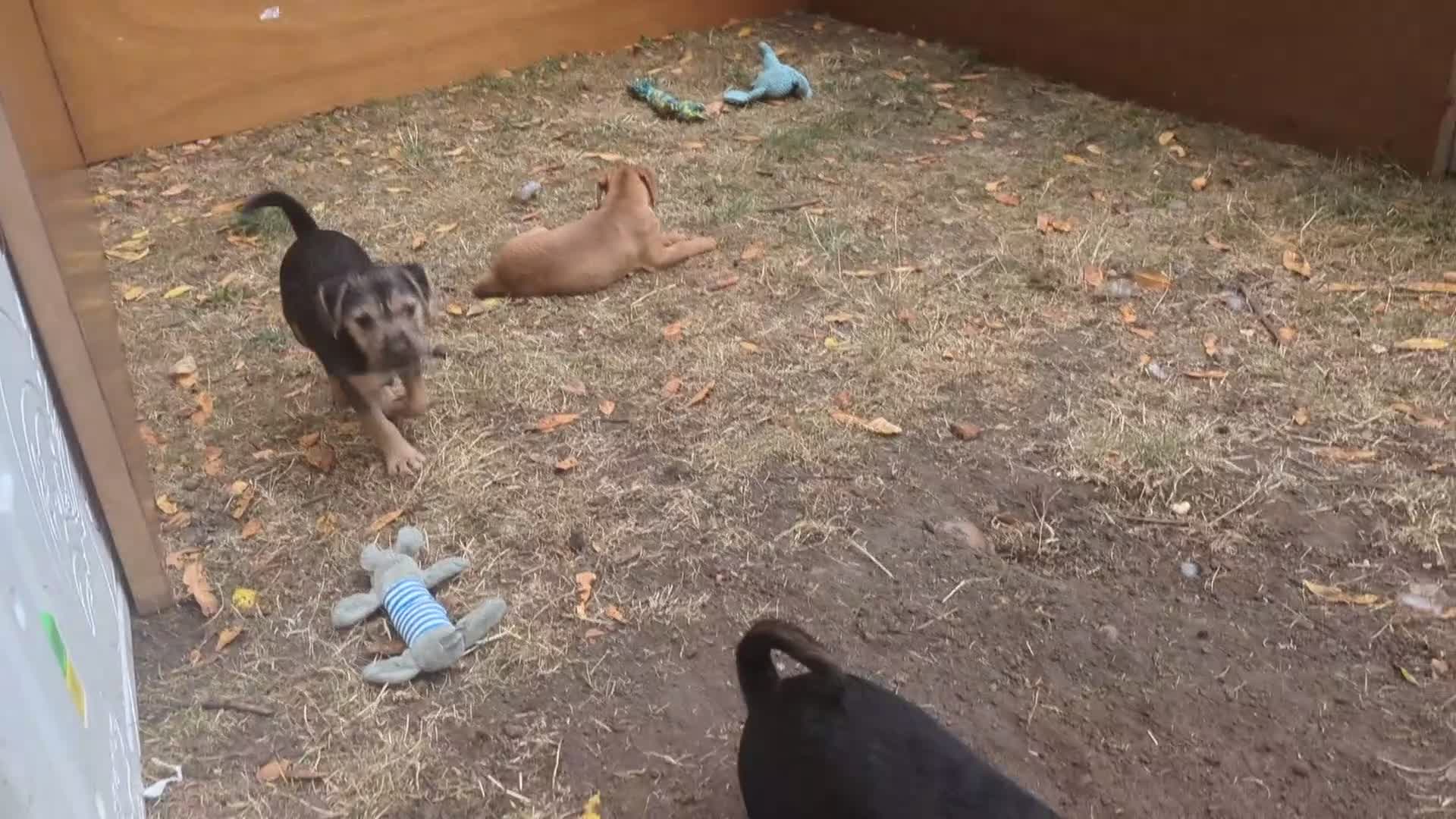 Lakeland Terrier dogs for sale: Lakeland terrier puppies in Worcester - Video 1
